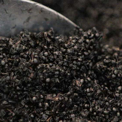 Close up of metal spoon filled with dehydrated tyrant ants (black ant). 