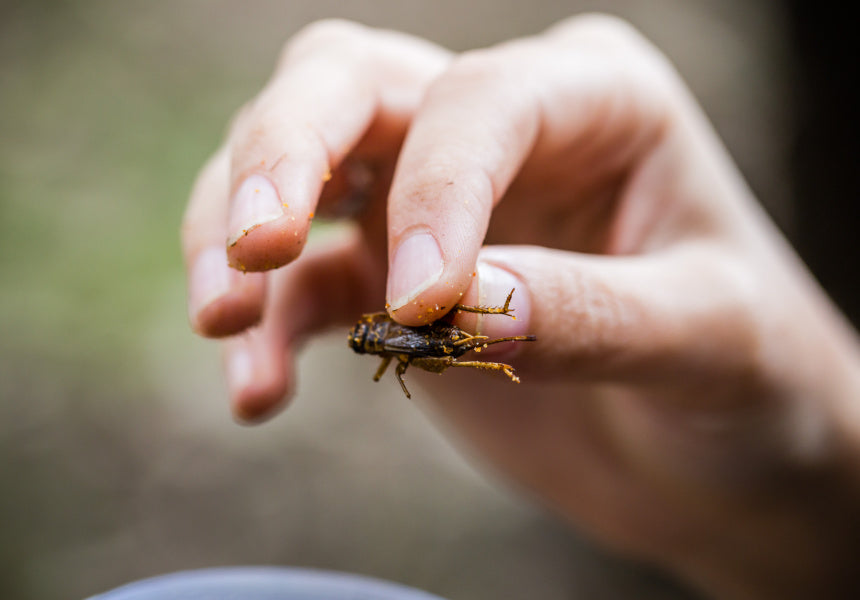 Picture of Chilli & Garlic Crickets- Australian Farmed Protein Edible Insect ...