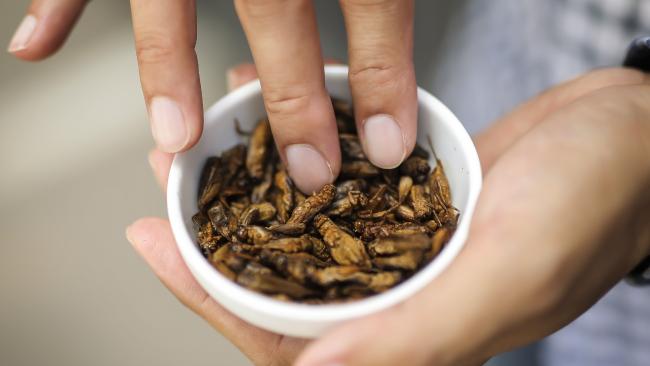 Plain Roasted Crickets 80g