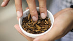Load image into Gallery viewer, Plain Roasted Crickets 80g
